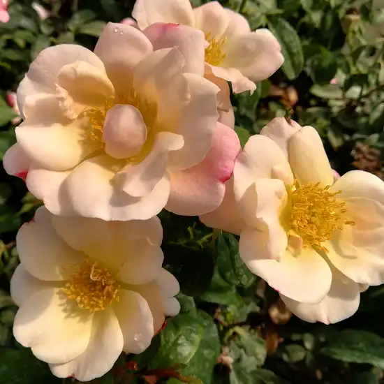 Trandafiri Floribunda - Trandafiri - Roseromantic® - 